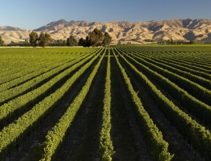 Marlborough Wine Region New Zealand